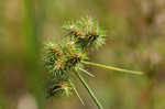 Hairy umbrella sedge